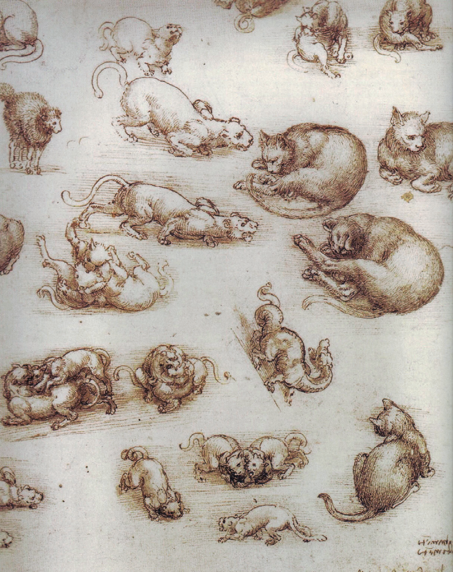 Кошки и драконы