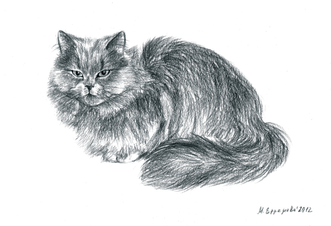 Кошка размышляет