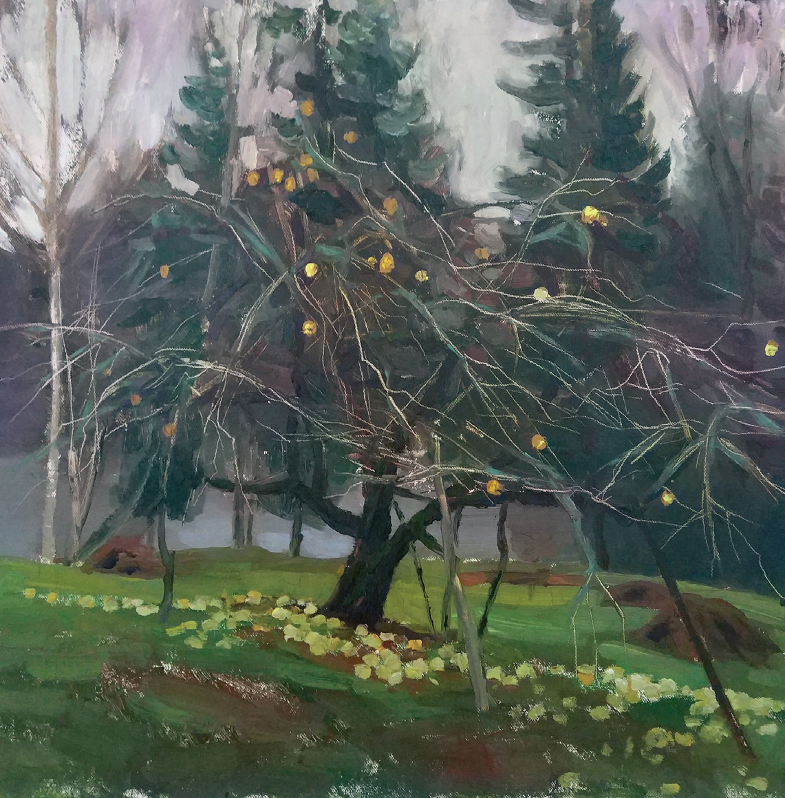 Фотография Соловецкие чайки