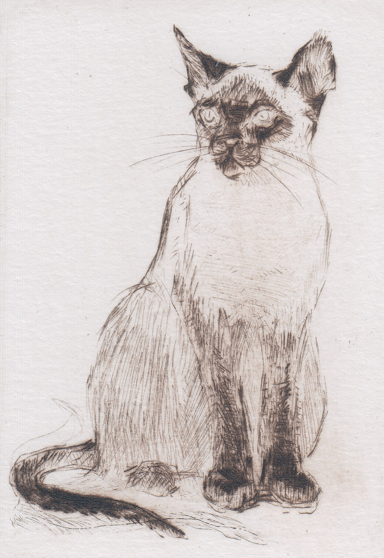 Сиамская кошка