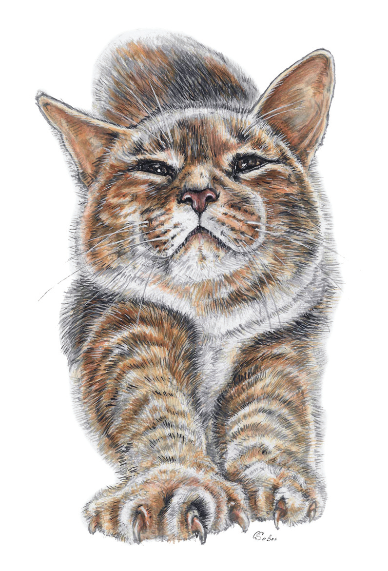Портрет кота