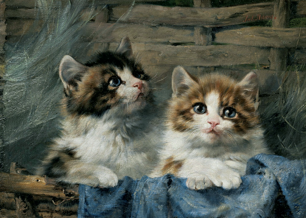 Котята