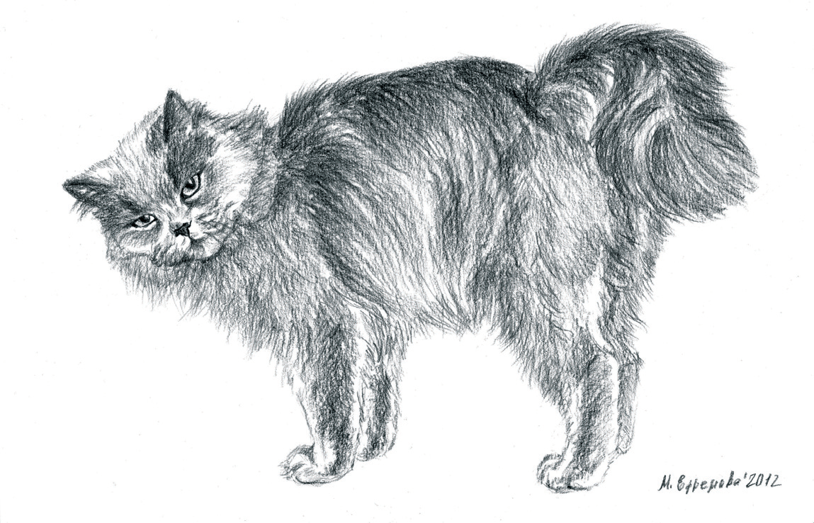 Кошка простила