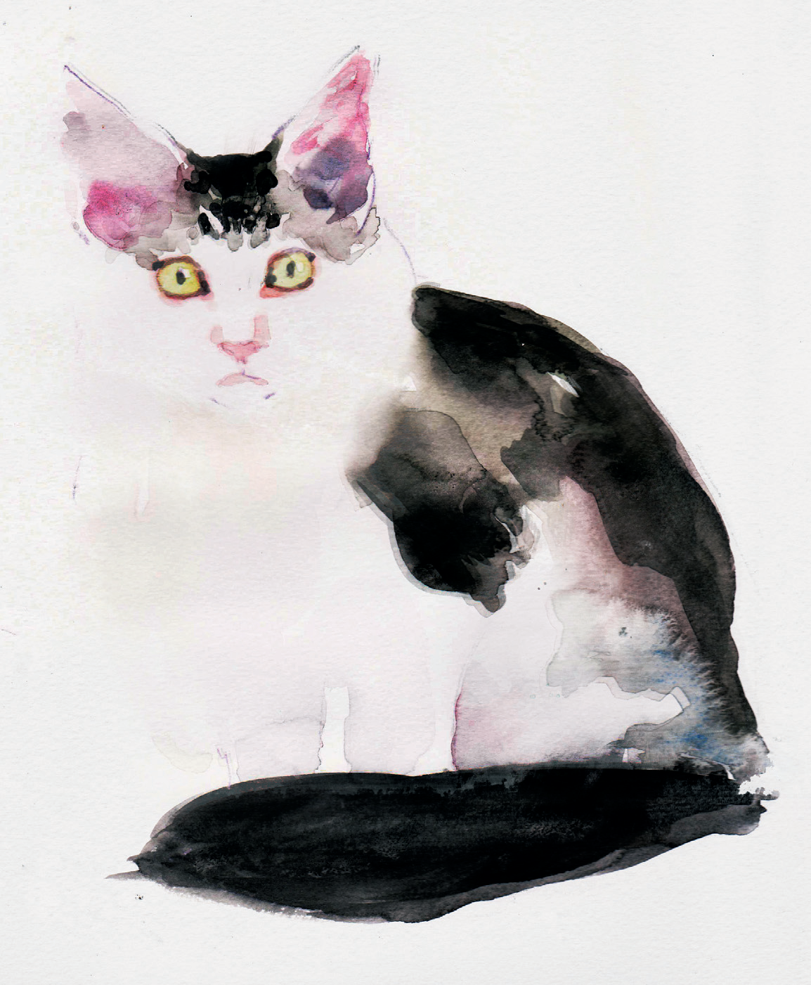 Кот
